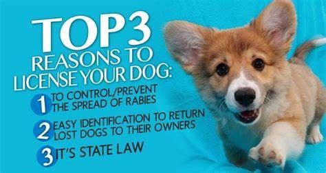 Top Reasons to License Dog 